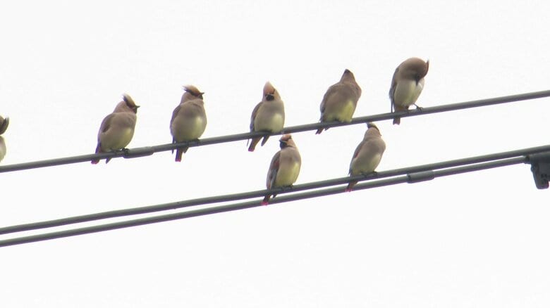 五島では3月頃まで見られる