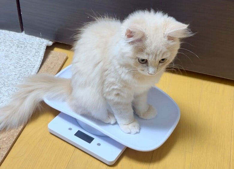 体重計に乗って計測