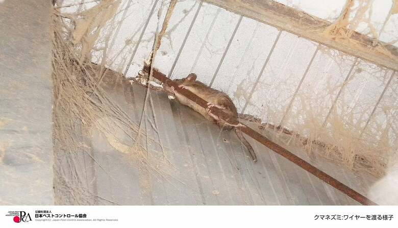 ワイヤーを渡るネズミ（日本ペストコントロール協会）