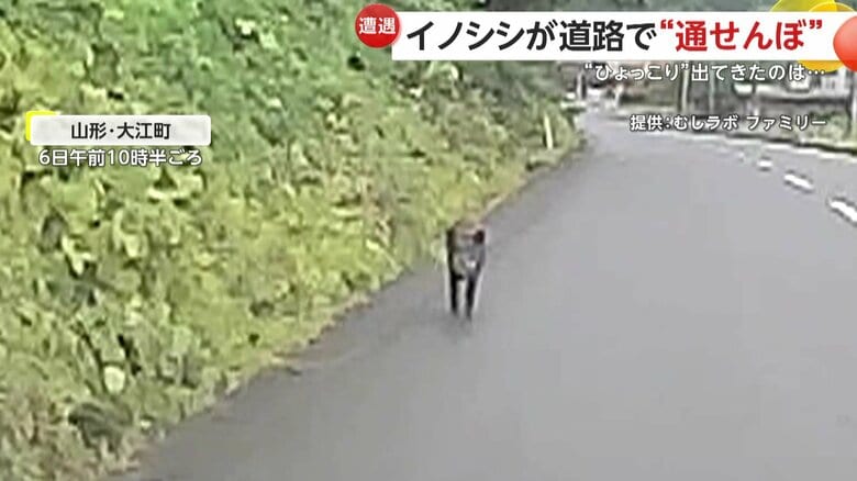 車が動いても離れる気配がないイノシシ