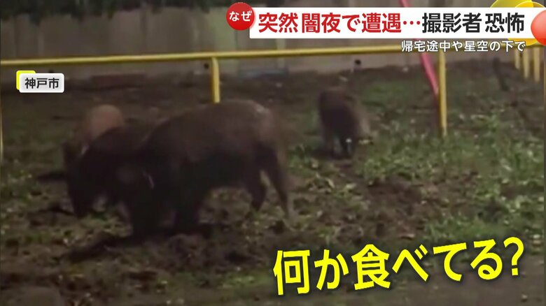 何かを食べるのに夢中なイノシシ（映像提供：視聴者）