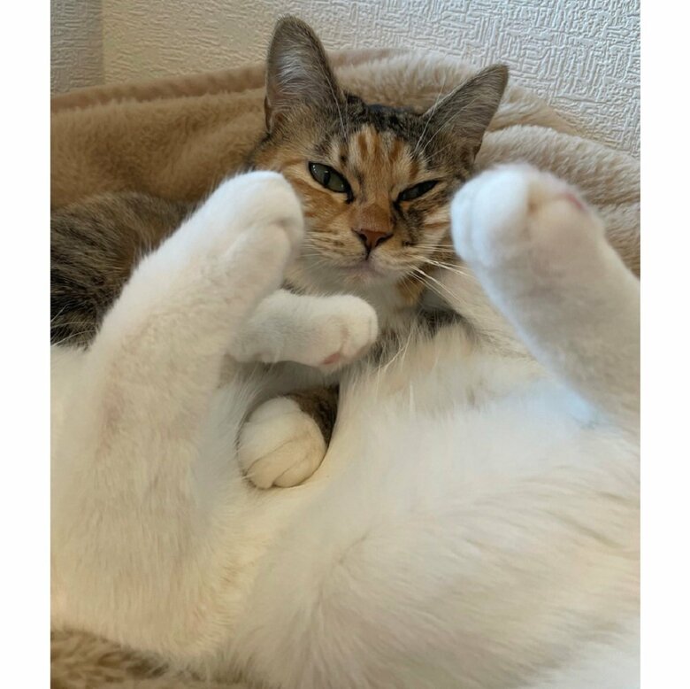 フワフワなうにちゃんのおなかの上に、むぎちゃんが前脚を置いていただけ