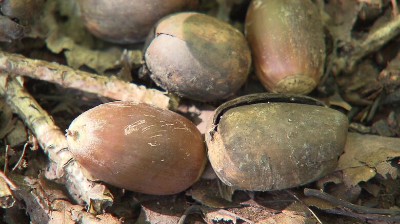 クマのエサのドングリ