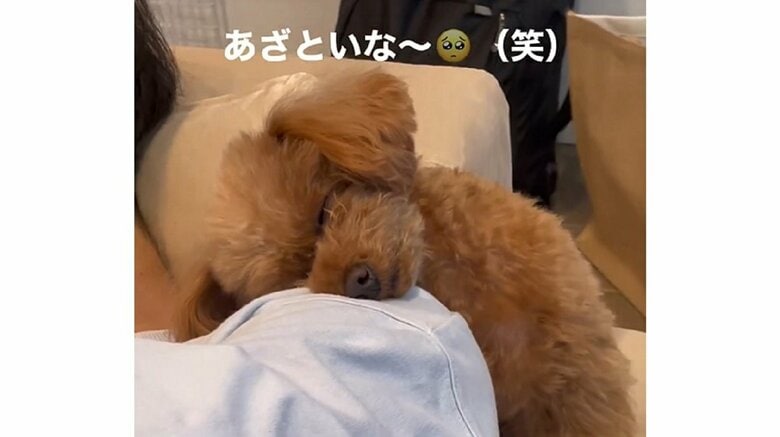 そのまま寝てしまったルルくん