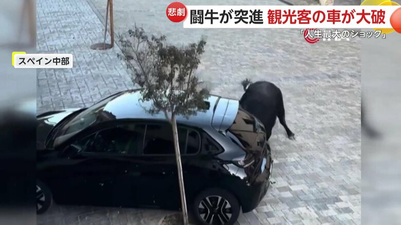 闘牛が止まっていた黒い車に向かって突進する一部始終⑤