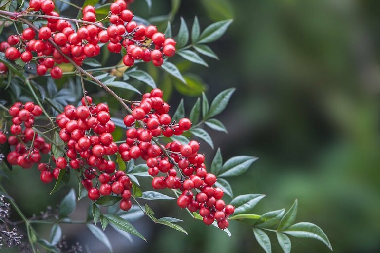 南天（イメージ）