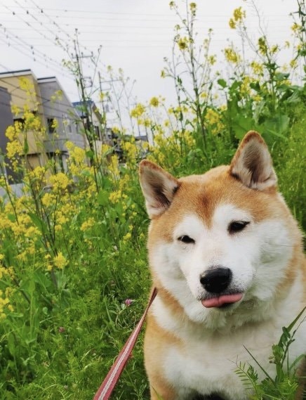 提供：柴犬ななさん