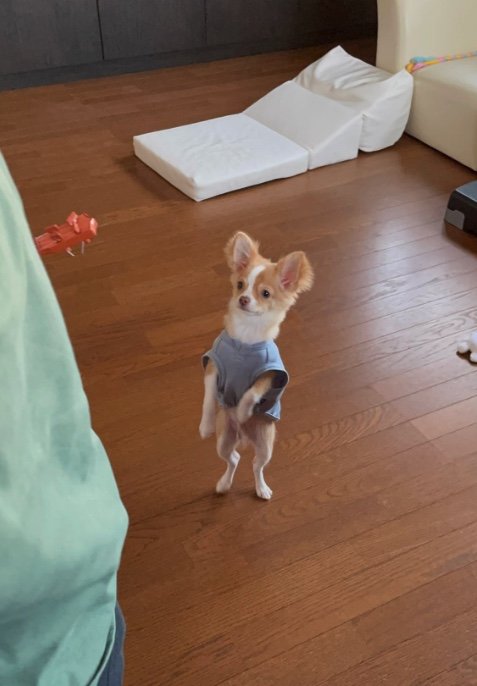 提供：ふくのすけさん