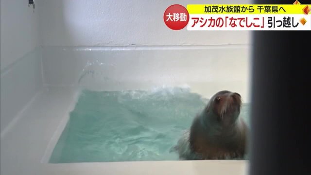 水族館での「なでしこ」