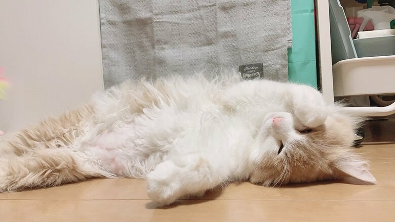 ぐでーんとしたまゆちゃん