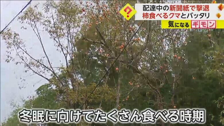 木に実る柿。クマは冬眠に向け、今たくさん食べる時期だとのこと