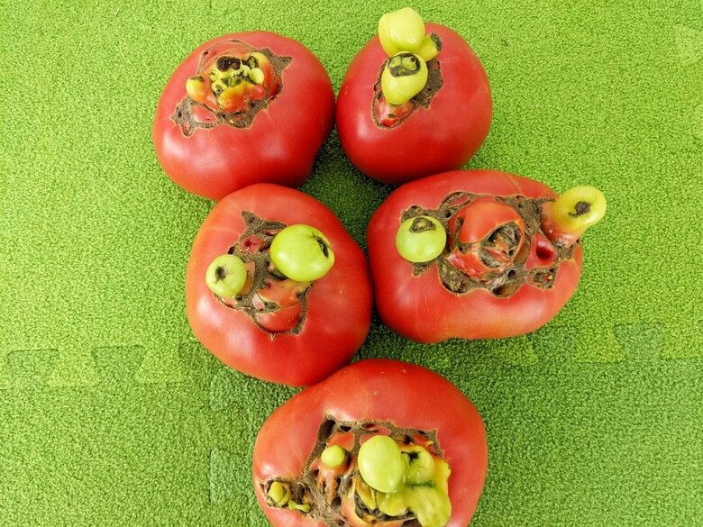 緑の部分を切り取れば問題なし