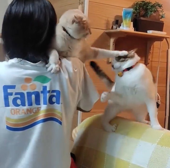 提供：nyaokoさん