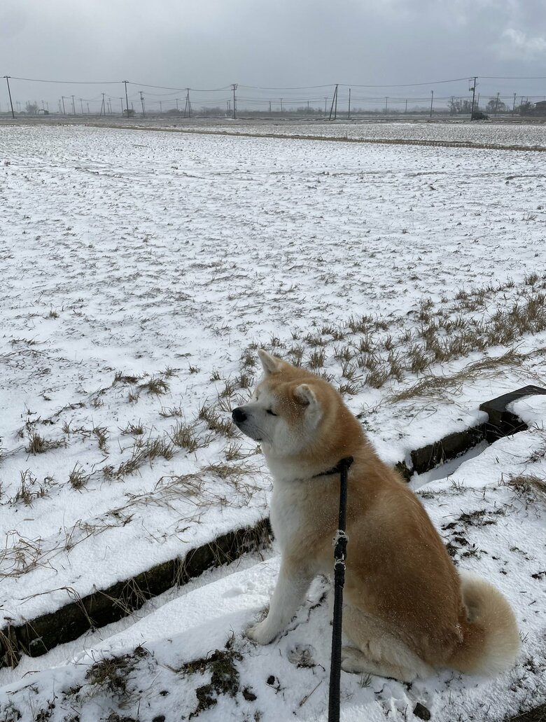 提供：秋田犬 五元(イモト)さん