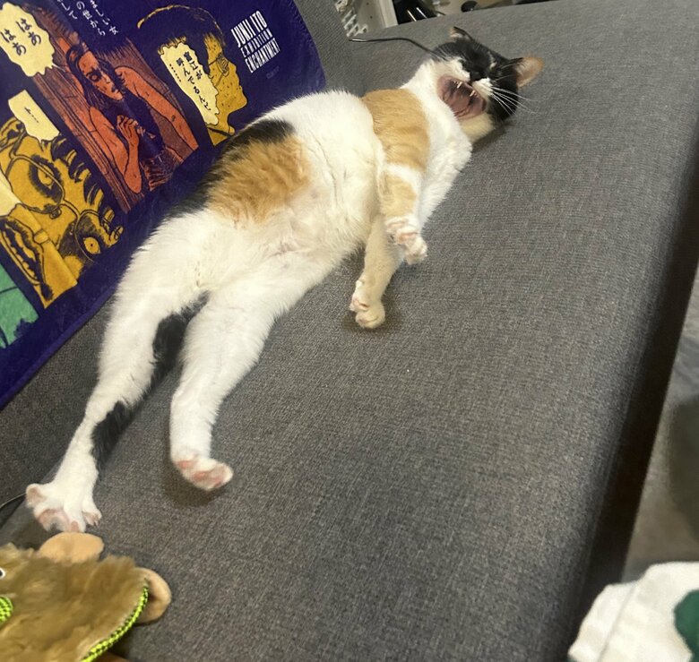 長い手足を伸ばしてあくび