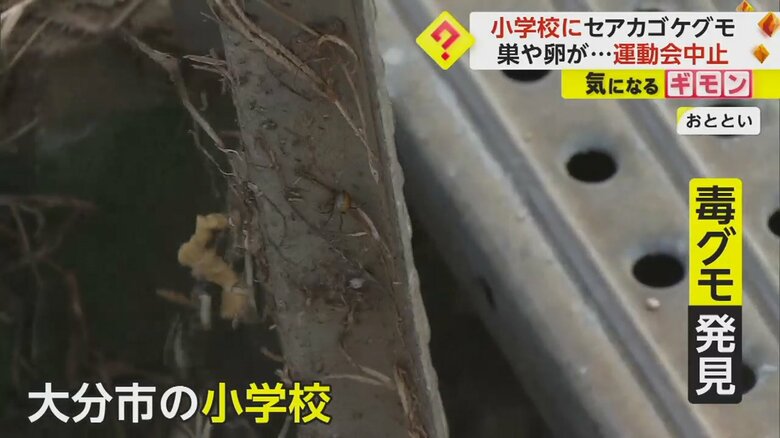 大分市の小学校敷地内で、側溝のフタに貼り付いていた未成熟のセアカゴケグモ