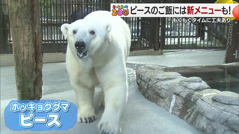 とべ動物園のアイドル！ホッキョクグマのピース