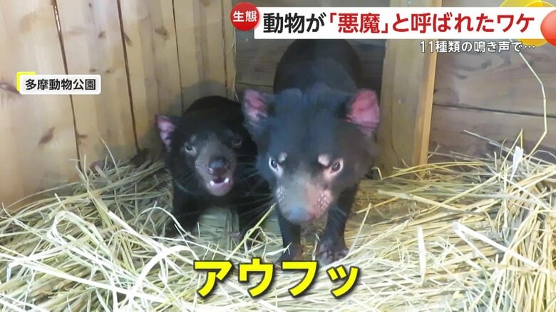 うなり声が悪魔のように聞こえることから「デビル」と名付けられたタスマニアデビル