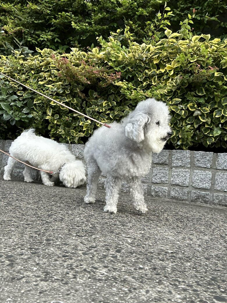 （画像：飼い主さん提供）