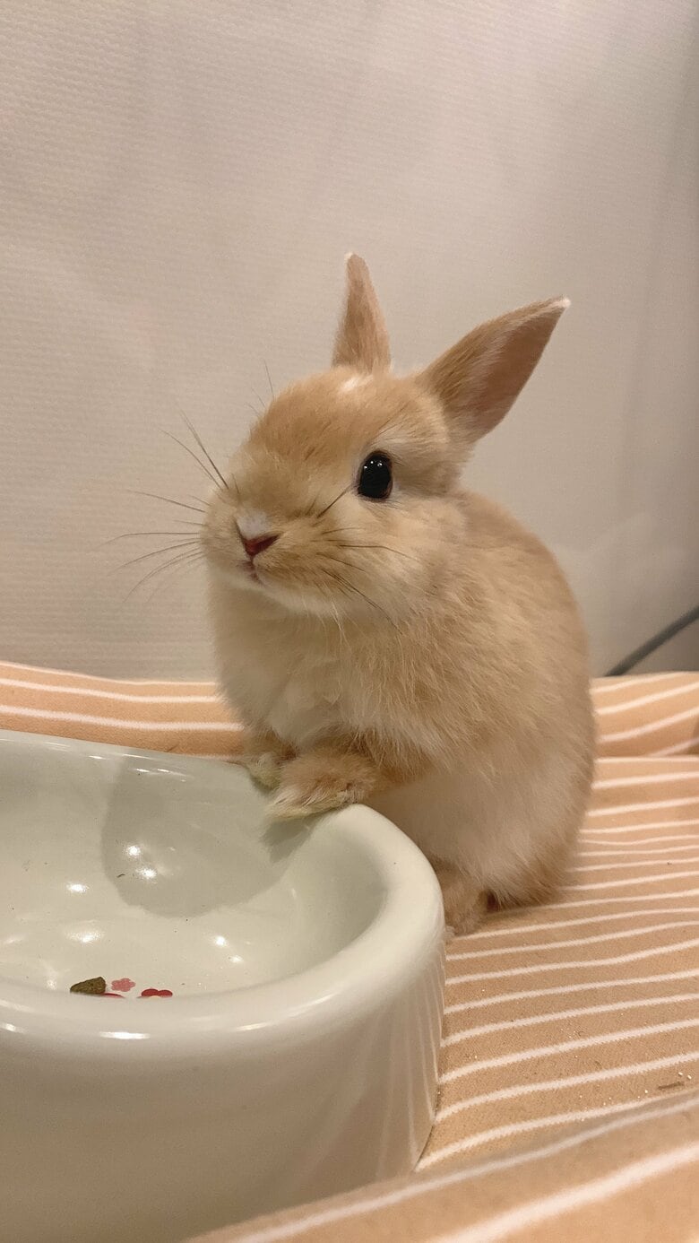 提供：げんまいとうるちさん