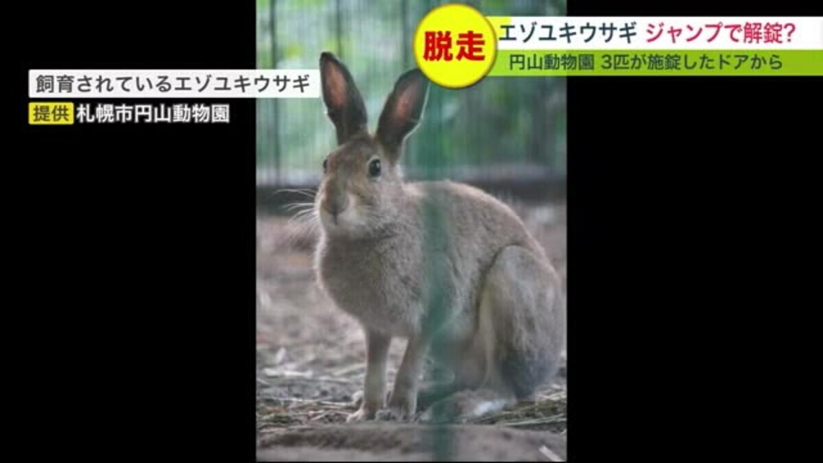 ウサギがジャンプしてカギあけた？円山動物園でウサギ3匹が獣舎を 
