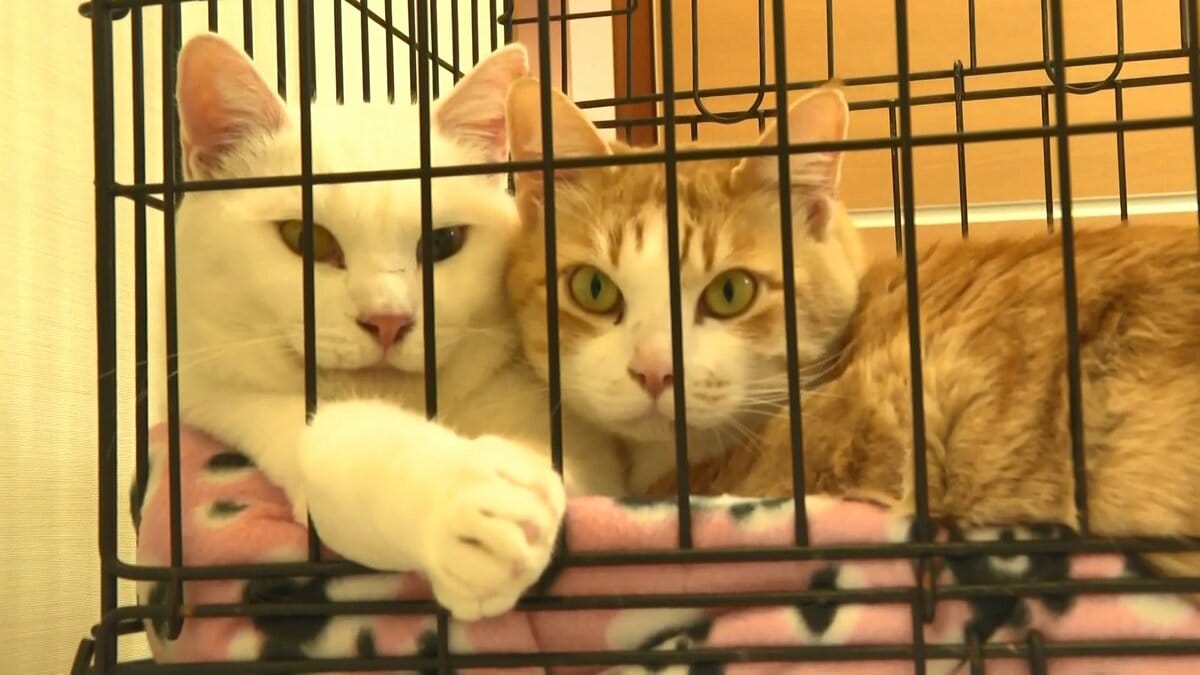 1匹でも多く救いたい 保護猫 犬と里親をつなぐ 酒造メーカーとnpoが譲渡会を毎月開催 宮崎発 Fnnプライムオンライン