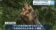 【クマ】畑で痕跡見つかる「向かってこられたら取り返しがつかない」広島・大竹市　安芸高田市でも目撃情報