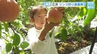 旬の味覚を食べ比べ　観光農園でリンゴ狩り　今年は品質が良くおいしい！　広島・三次市
