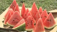 スイカ収穫を滝沢市の児童が体験　取れたてを試食　岩手県