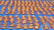 親子3人で密漁の疑い「毛ガニ約800匹・約300キロ」を許可得ずに取ったか…別の密漁事件で海保が倉庫を調べていたところ3人が毛ガニ運び込む…販売目的とみて捜査 ＜北海道森町＞