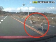 新東名で関係する死亡事故も…10月と11月に多い『シカと車の事故』三重では生態踏まえた“新たな対策”が奏功