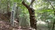 南国市の山奥に生きるヤマモモ「亀蔵」の原木　道なき道の先にある樹齢200年の姿【高知】