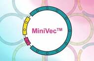 抗生物質フリーの次世代プラスミド「MiniVec™」 ： 耐性遺伝子リスクと規制対応の壁を“設計”で越える