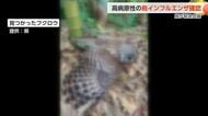 上市町で野鳥のフクロウから高病原性鳥インフル検出　養鶏場21カ所で緊急対策