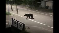 【北海道のクマ通報件数“5000件超”】過去最多を更新…木の実不作が影響か？人里に出没するクマが急増〈2025年のクマ駆除数は10月末時点で963頭に〉