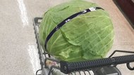 カートが小さく見える…北海道の“巨大キャベツ”に驚き なぜ大きい?生産者に聞いてみた