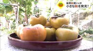 小さい秋見つけたよ 柿の実の収穫
