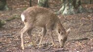 奈良公園のシカを切りつけ死なせた男(23)を逮捕…身勝手すぎるその動機とは