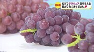 ブドウは暑さのおかげで甘み増す デラウェア 出荷開始に向けて「目ぞろえ会」