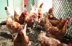 小学校の飼育小屋から「ニワトリ」「ウサギ」が消えつつある…きっかけは鳥インフルエンザだった!?