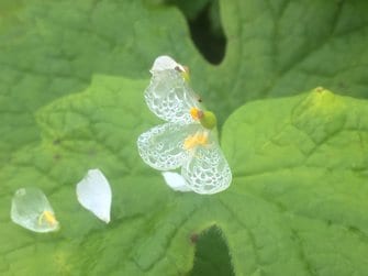 濡れると透明になる花 サンカヨウ が神秘的 なぜ白から変化 2つの植物園に聞いた