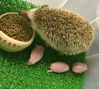 生まれた時から 針 がある 赤ちゃんハリネズミの姿が話題 お母さんは痛くないのか専門家に聞いた 生まれた時から 針 がある 赤ちゃんハリネズミの姿が話題 お母さんは痛くないのか専門家に聞いた
