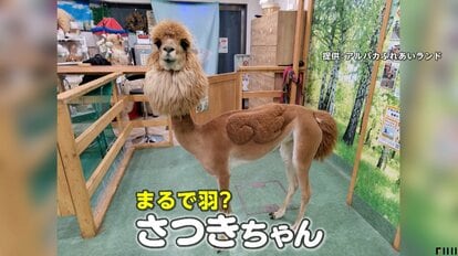 新宿のアルパカ】まるでペガサス！？斬新な“夏スタイル”に歓喜  SNS投票でデザインカット…羽やハートの形に「激かわッ！」「天使！」｜FNNプライムオンライン