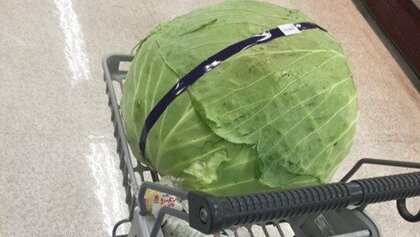 カートが小さく見える…北海道の“巨大キャベツ”に驚き　なぜ大きい？生産者に聞いてみた