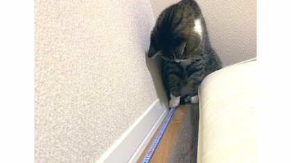 “ネコの手も借りたい”状況で本当に手を貸すネコ現る…普段も手伝ってくれる？飼い主に聞いてみた