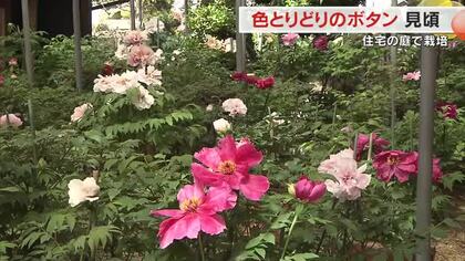 岡山市南区の住宅で咲き誇る約４００種類のボタンの花が見頃　魅力を広めようと庭を無料開放【岡山】
