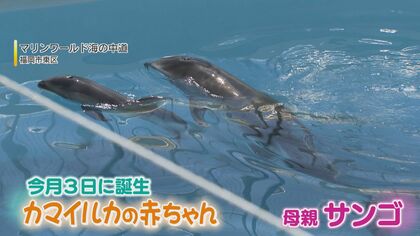 死産の苦い経験乗り越えカマイルカの赤ちゃん誕生　「息した！息した！呼吸OK！」水族館の職員も大喜び【福岡発】