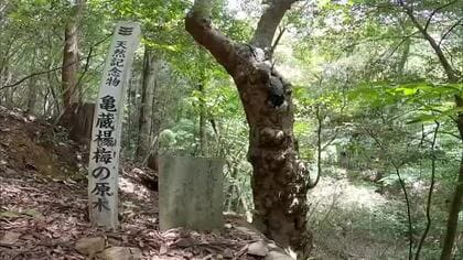 南国市の山奥に生きるヤマモモ「亀蔵」の原木　道なき道の先にある樹齢200年の姿【高知】