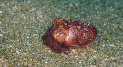 “細腕”で砂を器用に…ミミイカの「隠れ方」が可愛いと話題! このやり方は普通?飼育員に聞いた