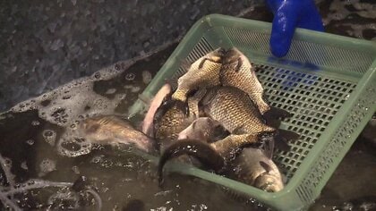 年々減り続け1店舗だけに…300年以上続く伝統の「ふな市」昆布を巻いて甘辛く煮る“郷土料理”に昔懐かしむ客も